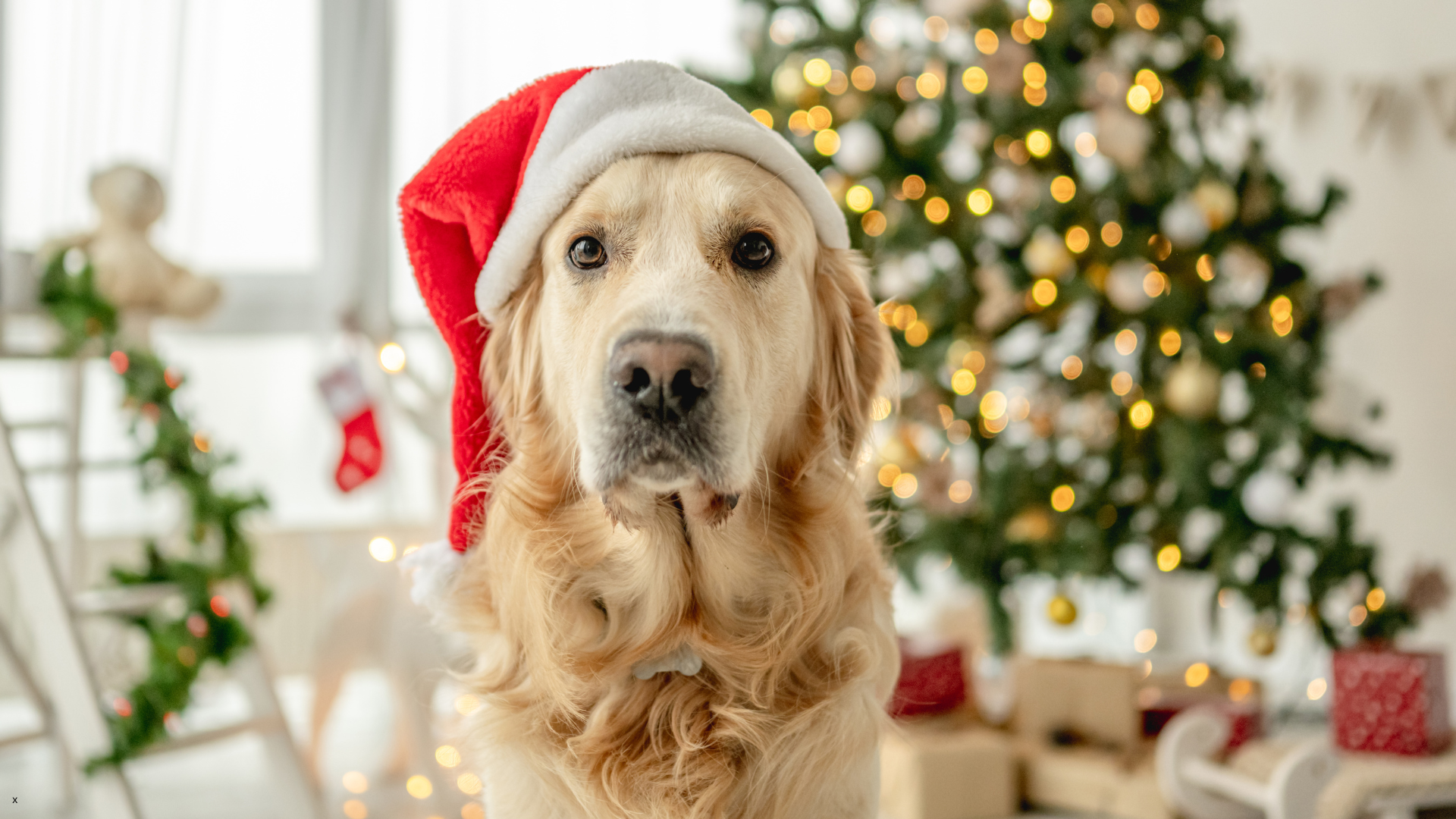 A Guide to Pet-Safe Gift Wrapping for the Holidays