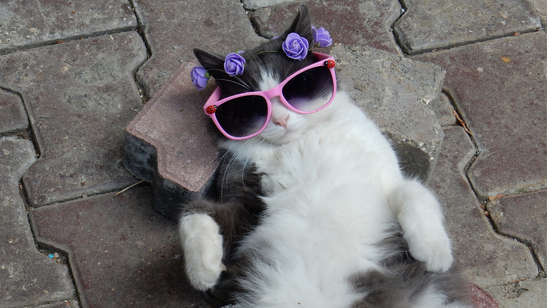 8 Ways to Help Your Cat Stay Cool