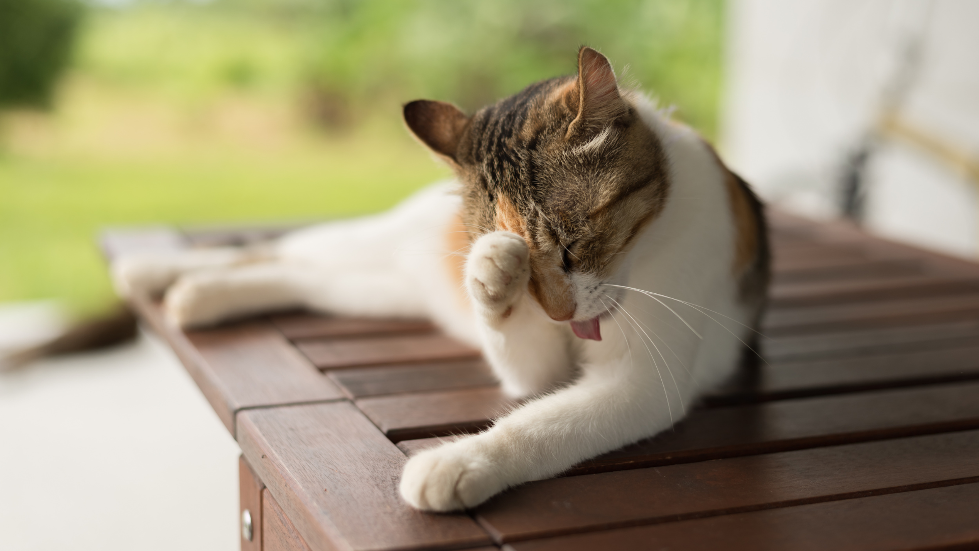dog and cat dermatology