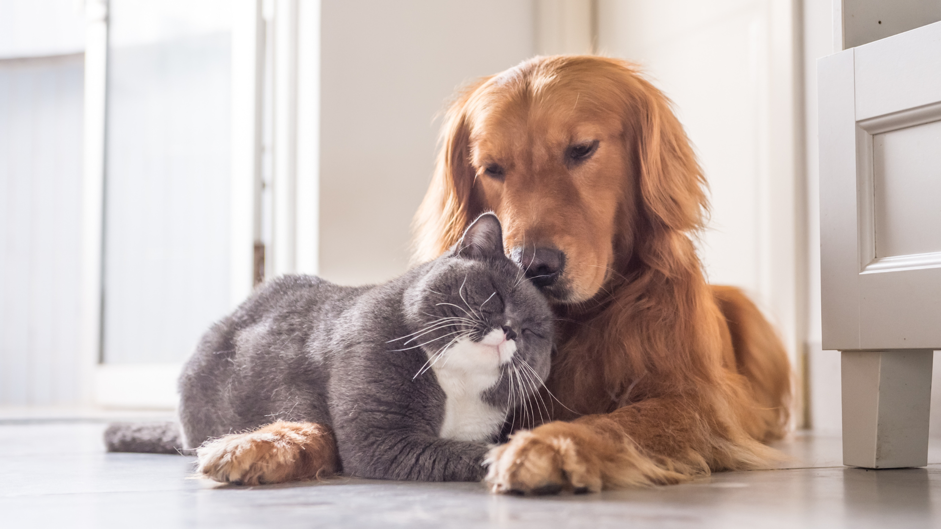 dog and cat poisons for pet poison prevention month