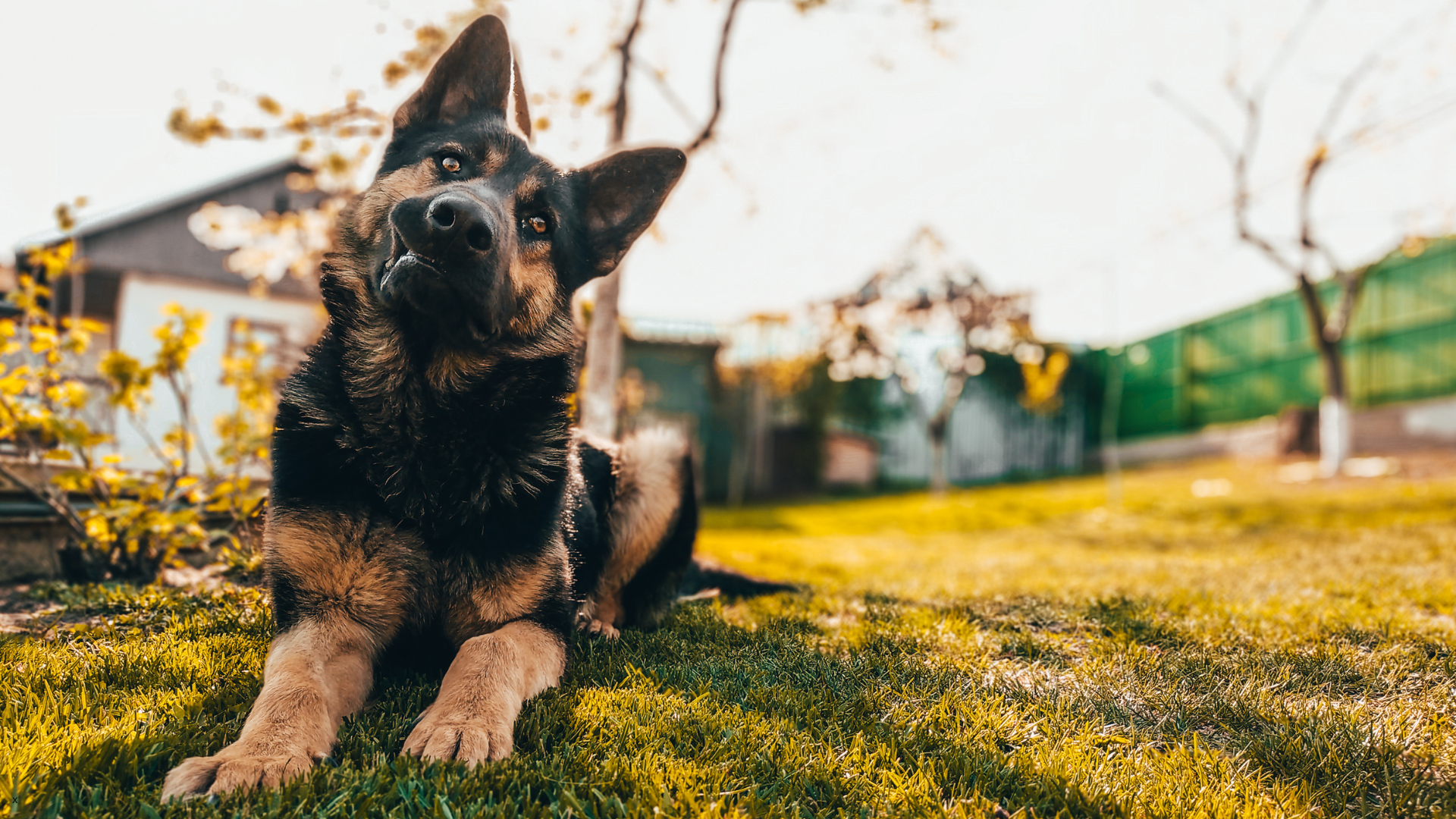 Why Microchipping Matters