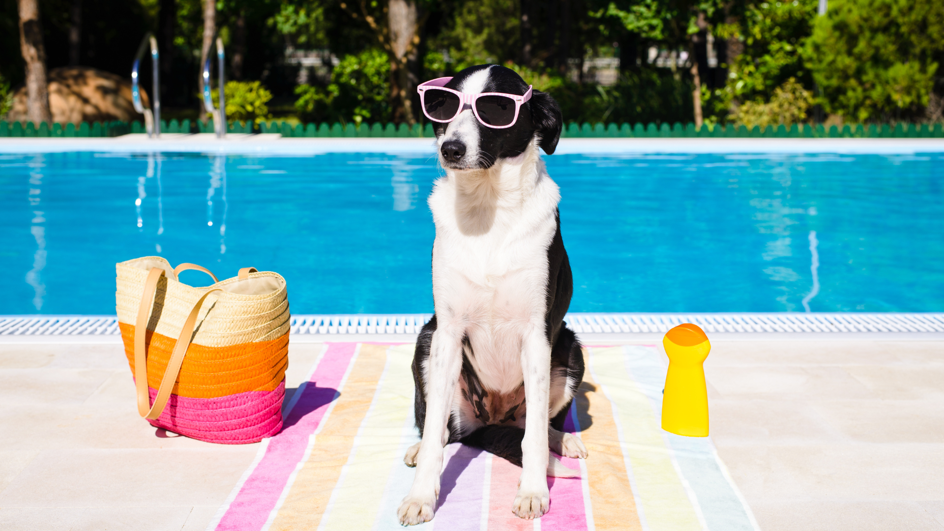 dog and cat heatstroke