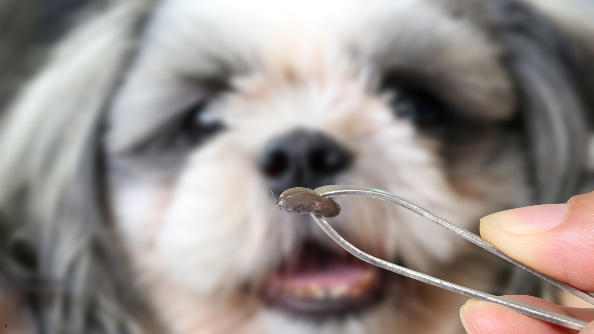 Is Your Pet at Risk for Lyme Disease in Salem