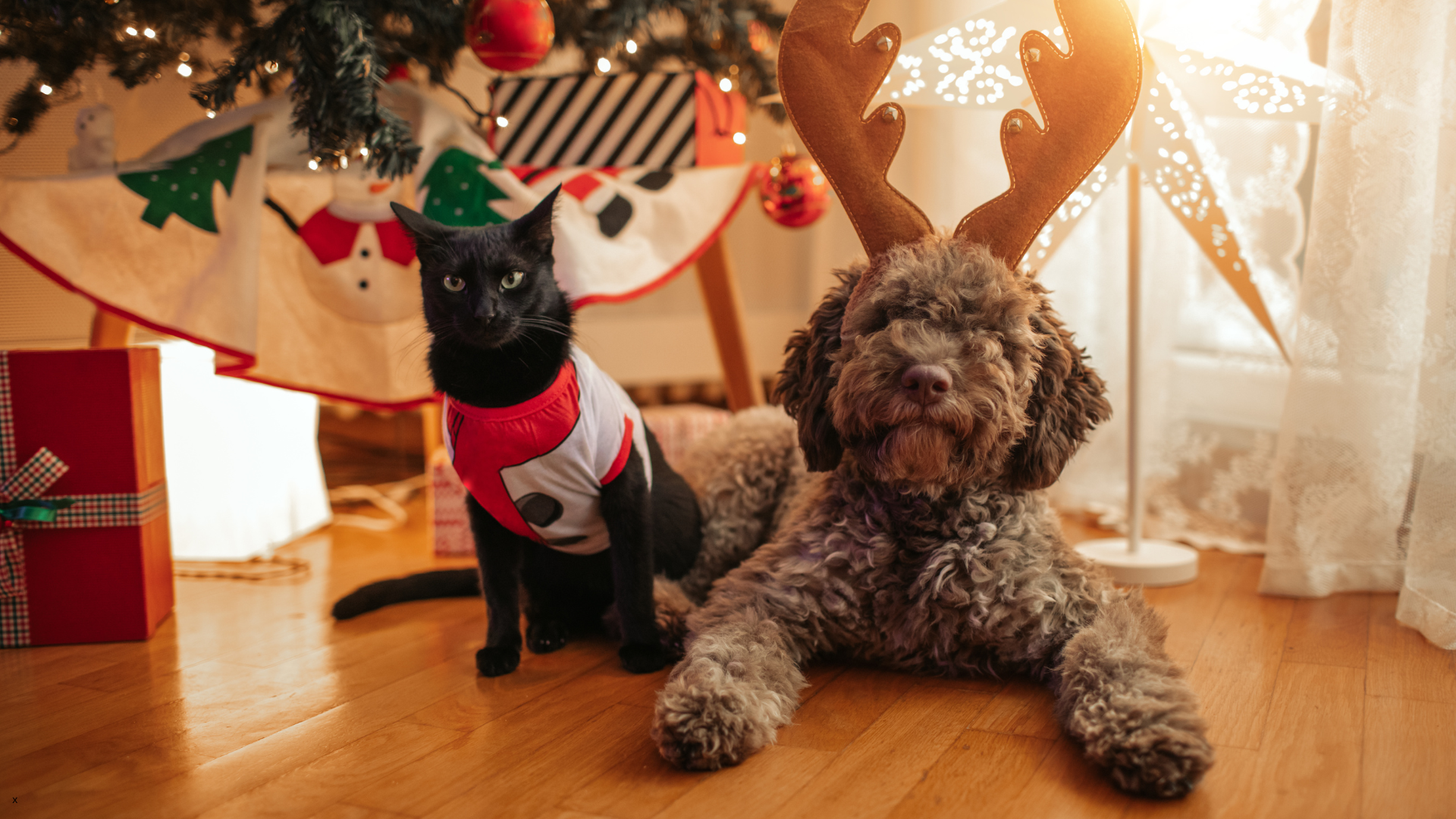Holiday foods and plants that are toxic to dogs and cats — The Pet Clinic, Salem Oregon