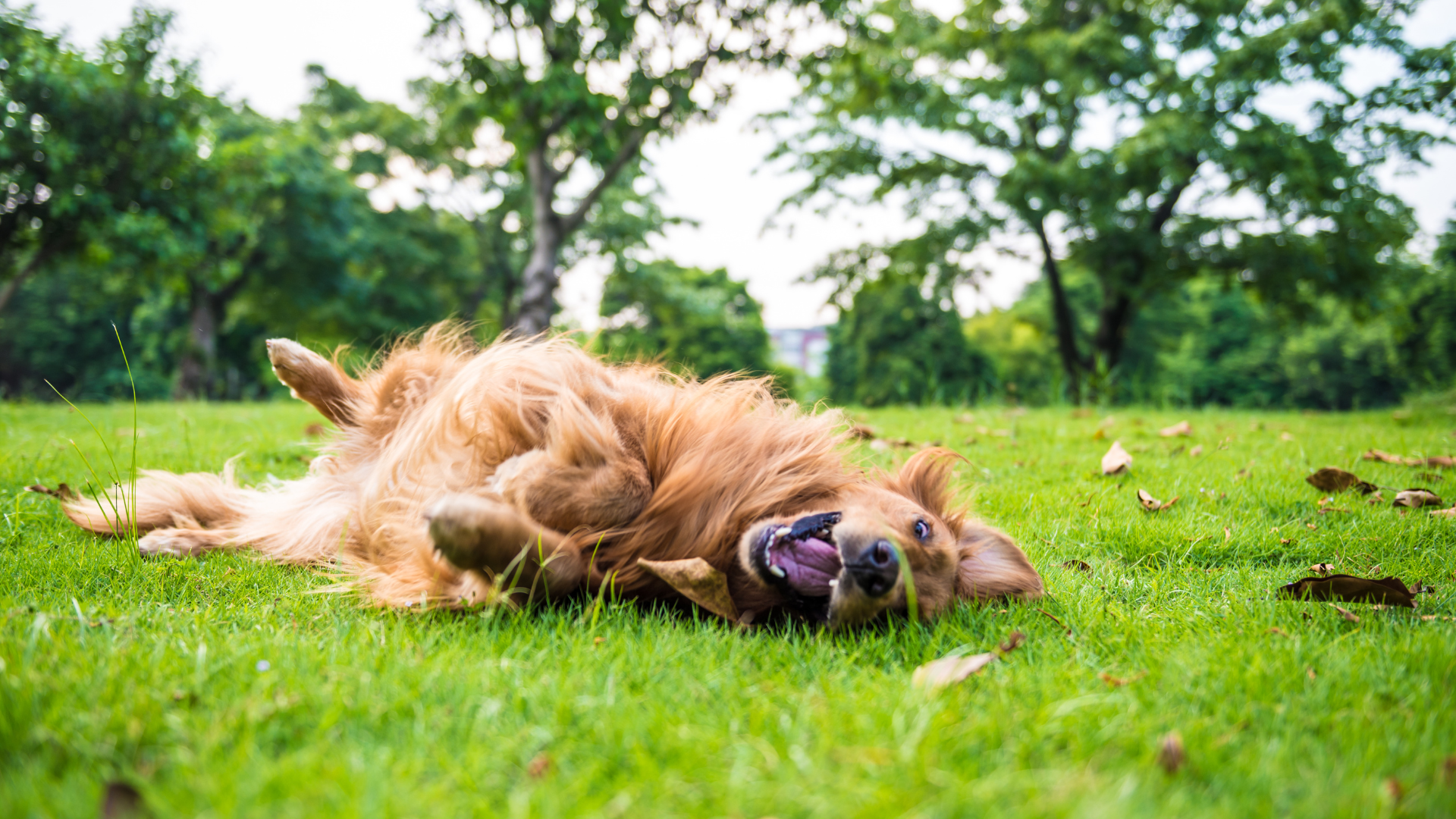 Dog scratching due to spring allergies in Salem Oregon