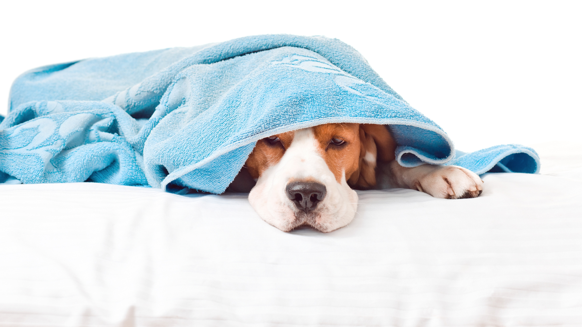 Heartworm Disease in Dogs and Cats