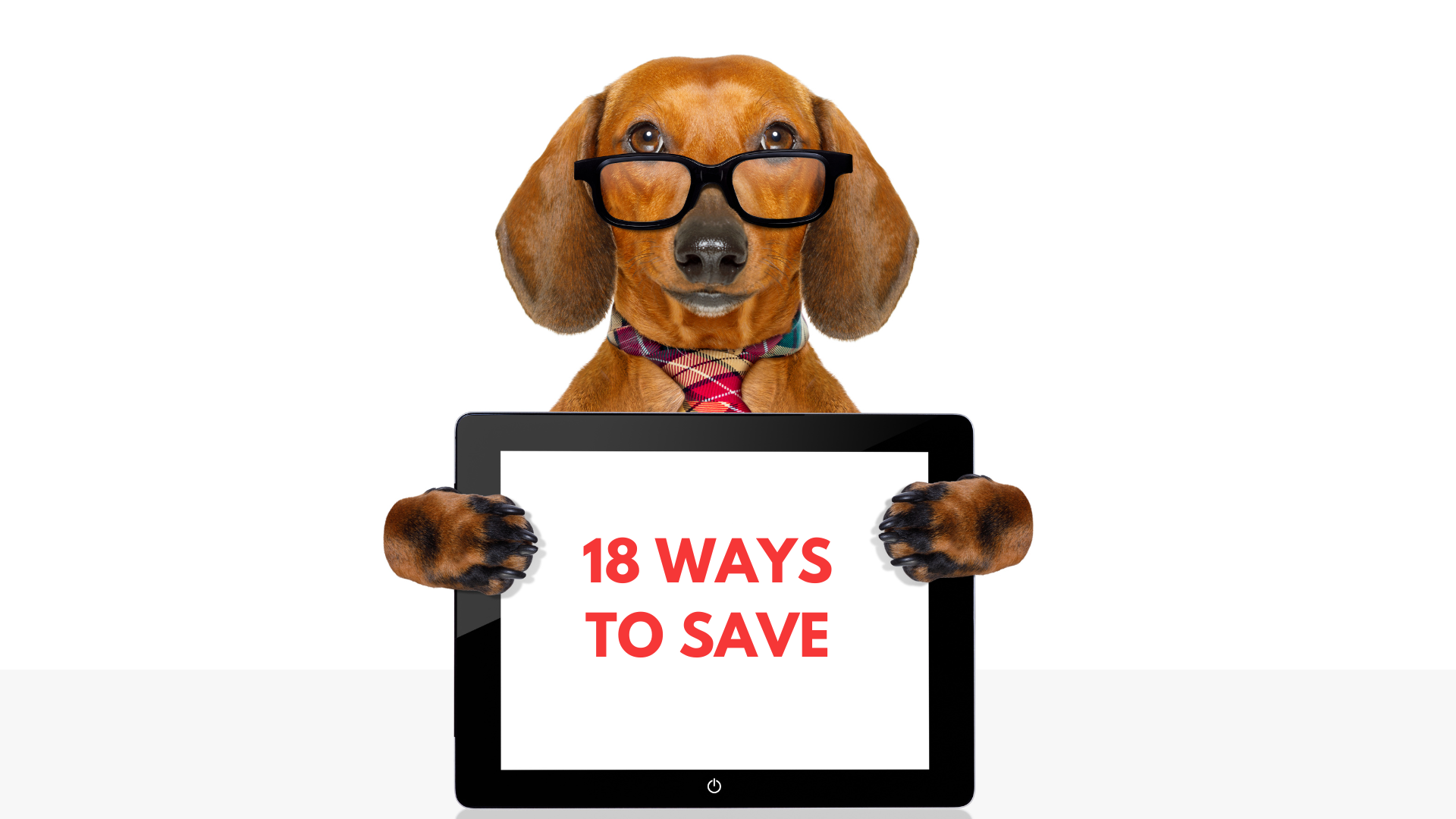 affordable pet care