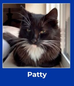 Patty, January 2026 Pet of the Month winner at The Pet Clinic