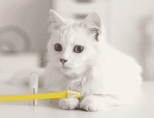 Fact or Fiction? 7 Common Myths About Your Pet’s Dental Health
