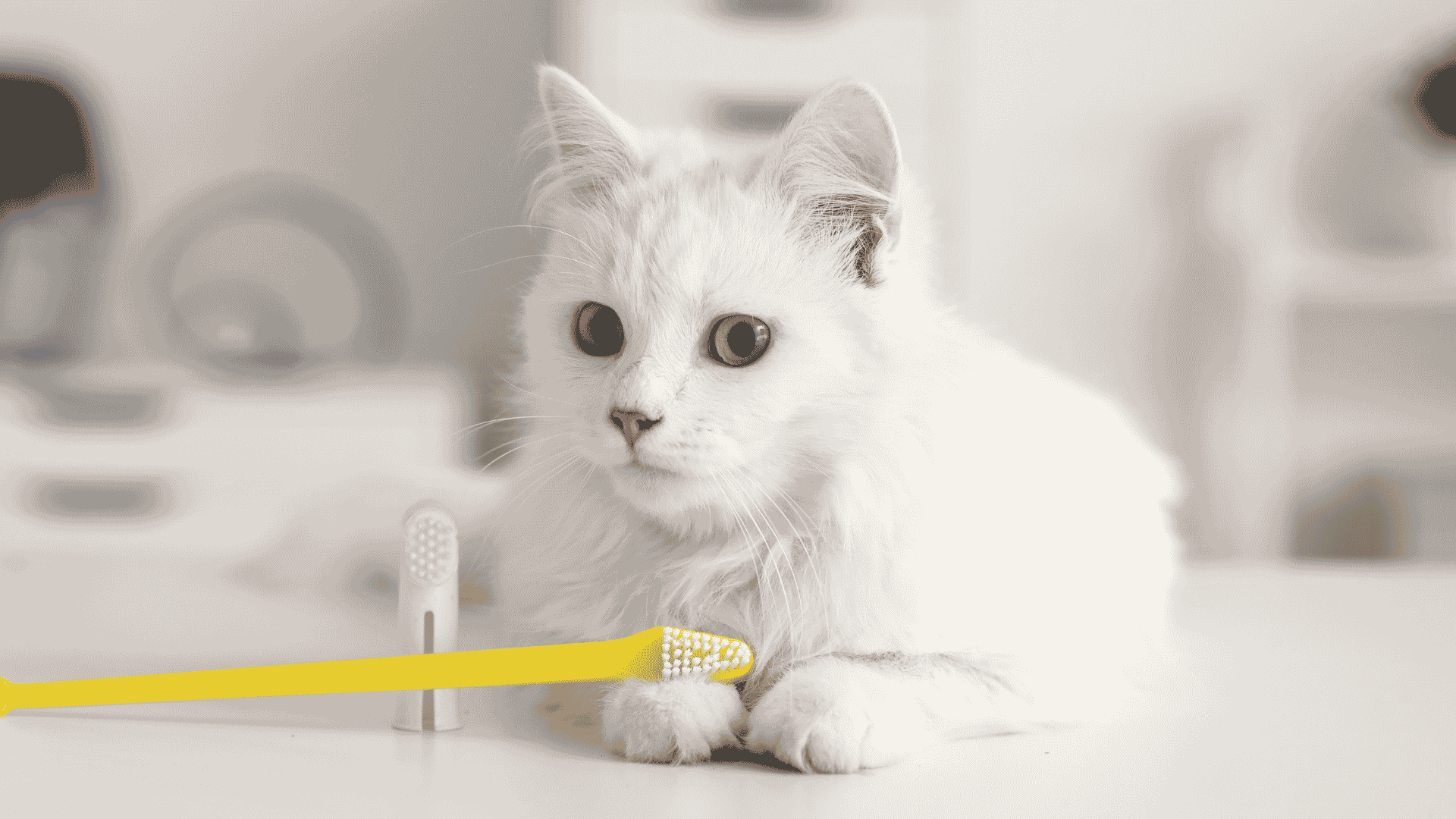 Cat with a toothbrush at The Pet Clinic - Salem, OR