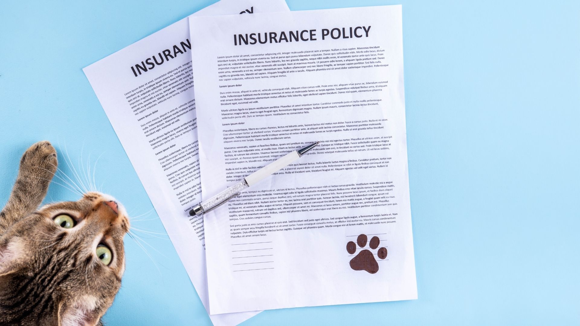 Cat curiously eyeing a pet insurance policy document — The Pet Clinic, Salem Oregon