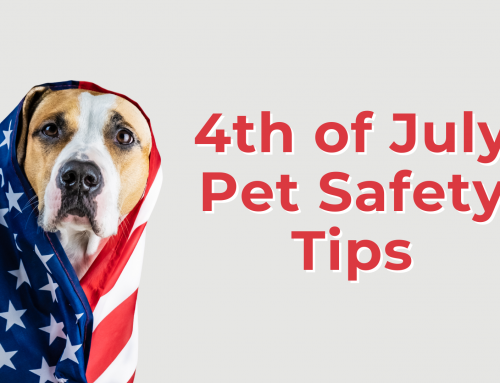 4th of July Pet Safety Tips