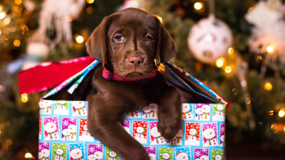 puppy for christmas