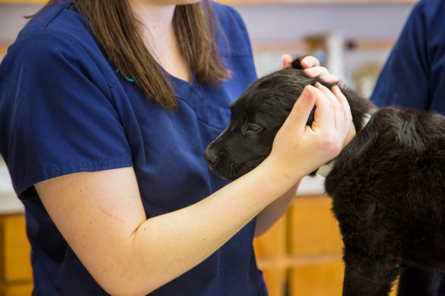 Careers Vet in Salem The Pet Clinic