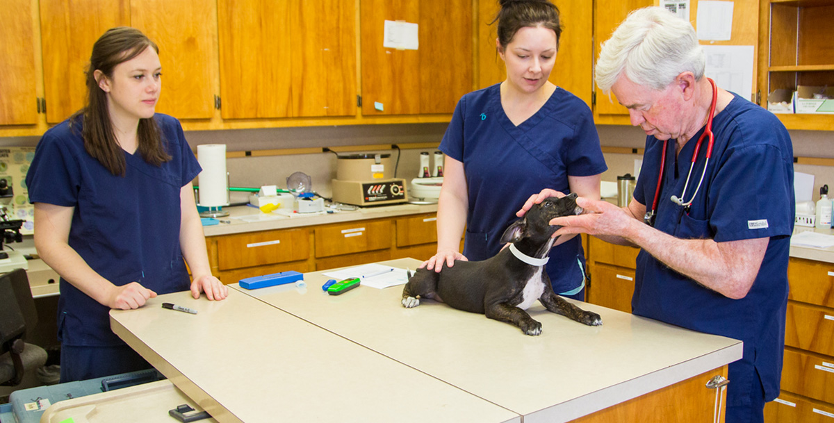 Wellness Exams Vet In Salem The Pet Clinic