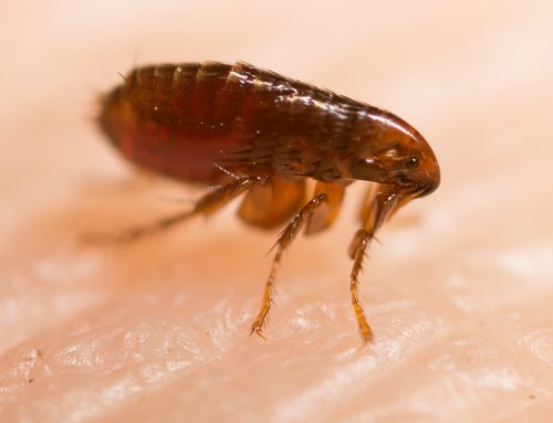The Controlling Nature of A Flea
