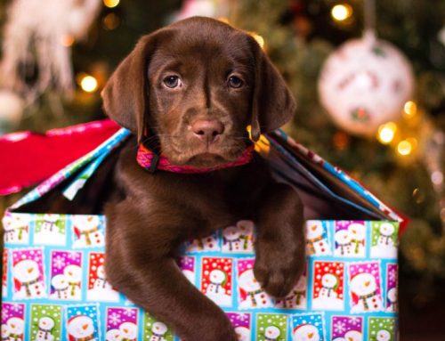 The Joys  of Welcoming a New Puppy for Christmas