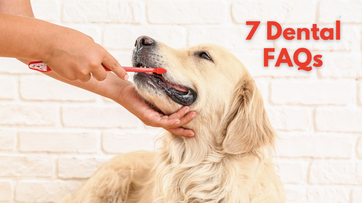 Image showcasing Your Guide to Dog Dental Health: 7 Questions Answered - The Pet Clinic