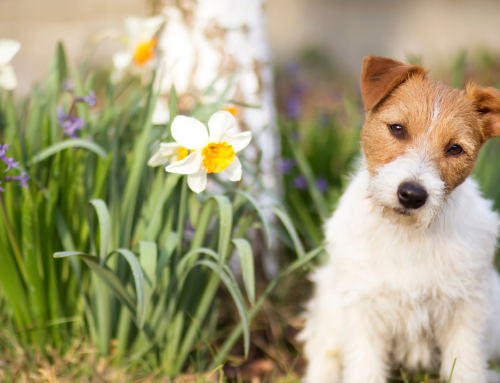 5 Ways to Celebrate Earth Day 2024 with Your Pet