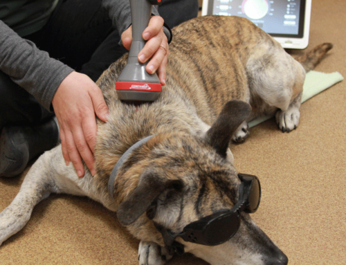 Cold Laser Therapy for Pets