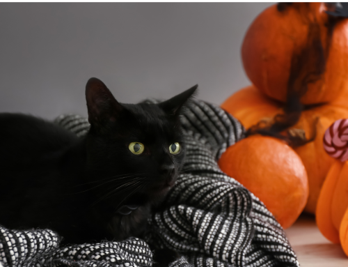 Tricks and Treats to Keep Your Pet Safe on Halloween Night