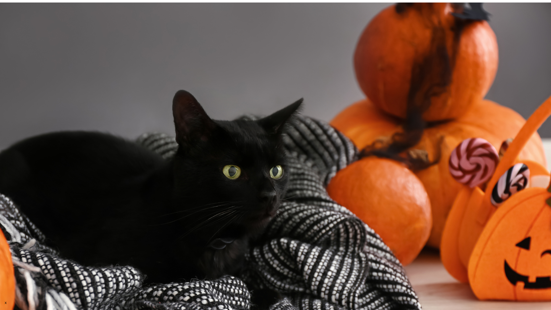 Tricks and Treats to Keep Your Pet Safe on Halloween Night