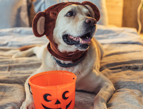 What To Do If Your Dog Eats Halloween Candy