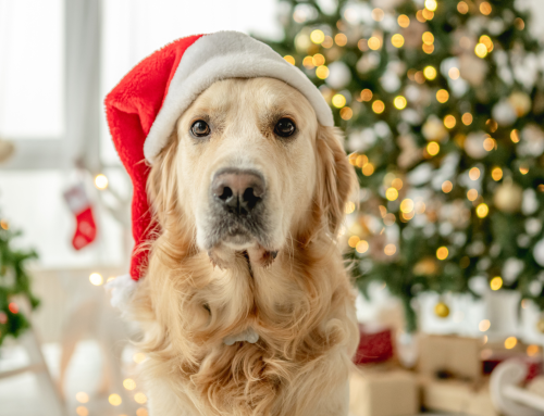 A Guide to Pet-Safe Gift Wrapping for the Holidays