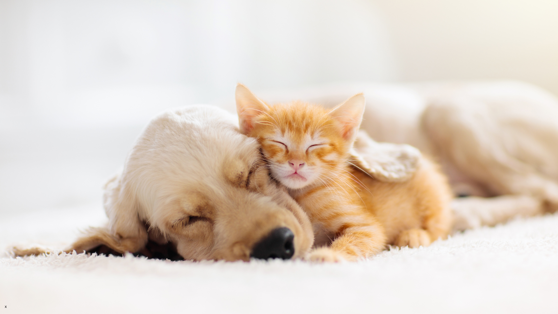 When Should You Spay or Neuter Your Pet?