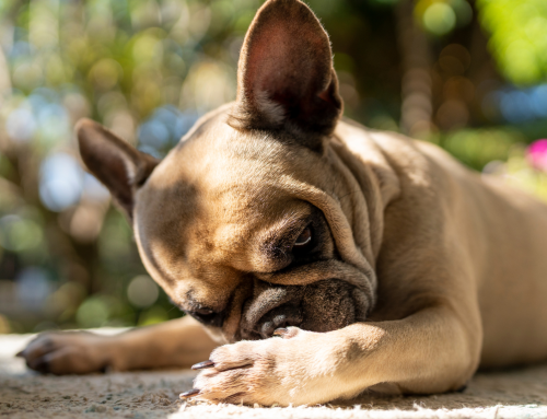 Fall Allergies in Pets: What Salem Pet Owners Should Know