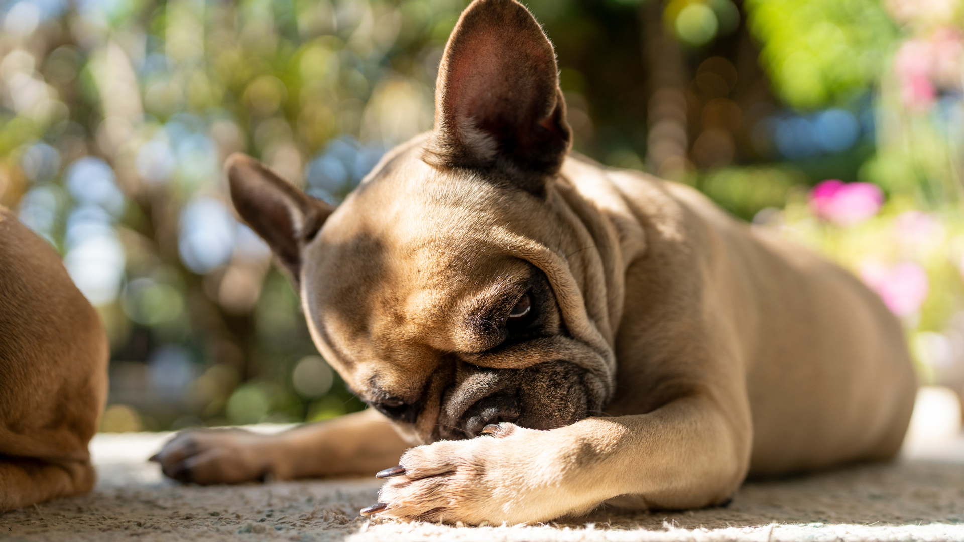 Fall Allergies in Pets: What Salem Pet Owners Should Know