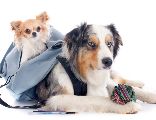 Back-to-School Blues: Helping Pets Adjust to New Routines