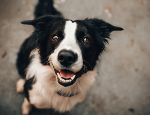 Recognizing Confidence in Dogs & How to Build It