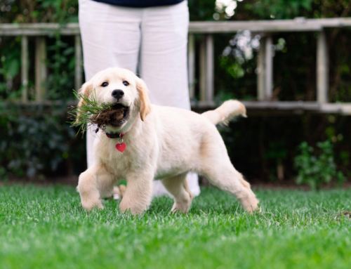 Why Do Dogs Eat Grass?