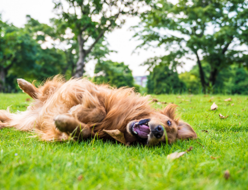 Does Your Pet Have Spring Allergies?