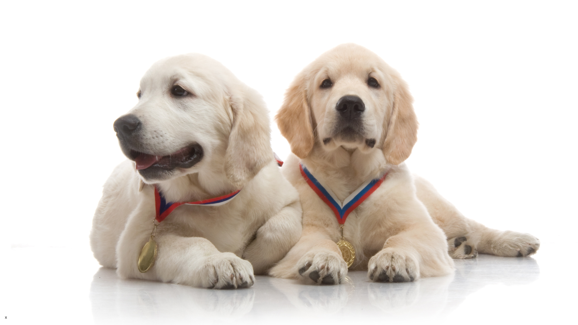 Pet of the Month winners at The Pet Clinic in Salem, Oregon