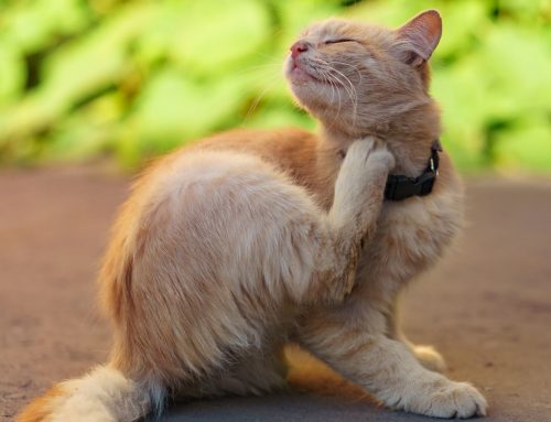 Why Is My Pet So Itchy?