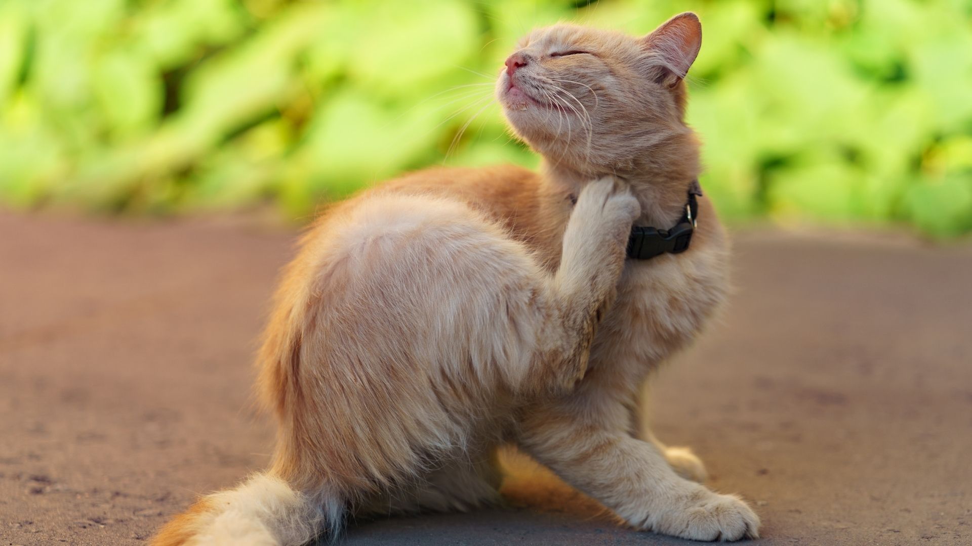 Cat scratching itchy skin — The Pet Clinic, Salem Oregon